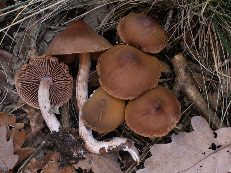 Cortinarius inconspicuus Cortinarius inconspicuus